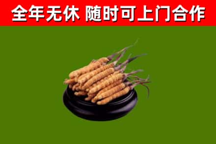 元江县回收冬虫夏草