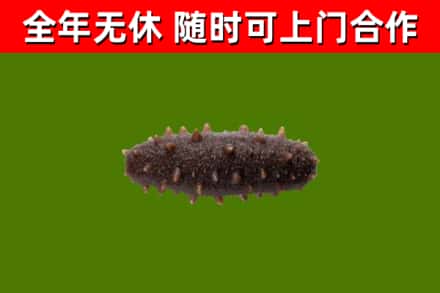 元江县回收海参干